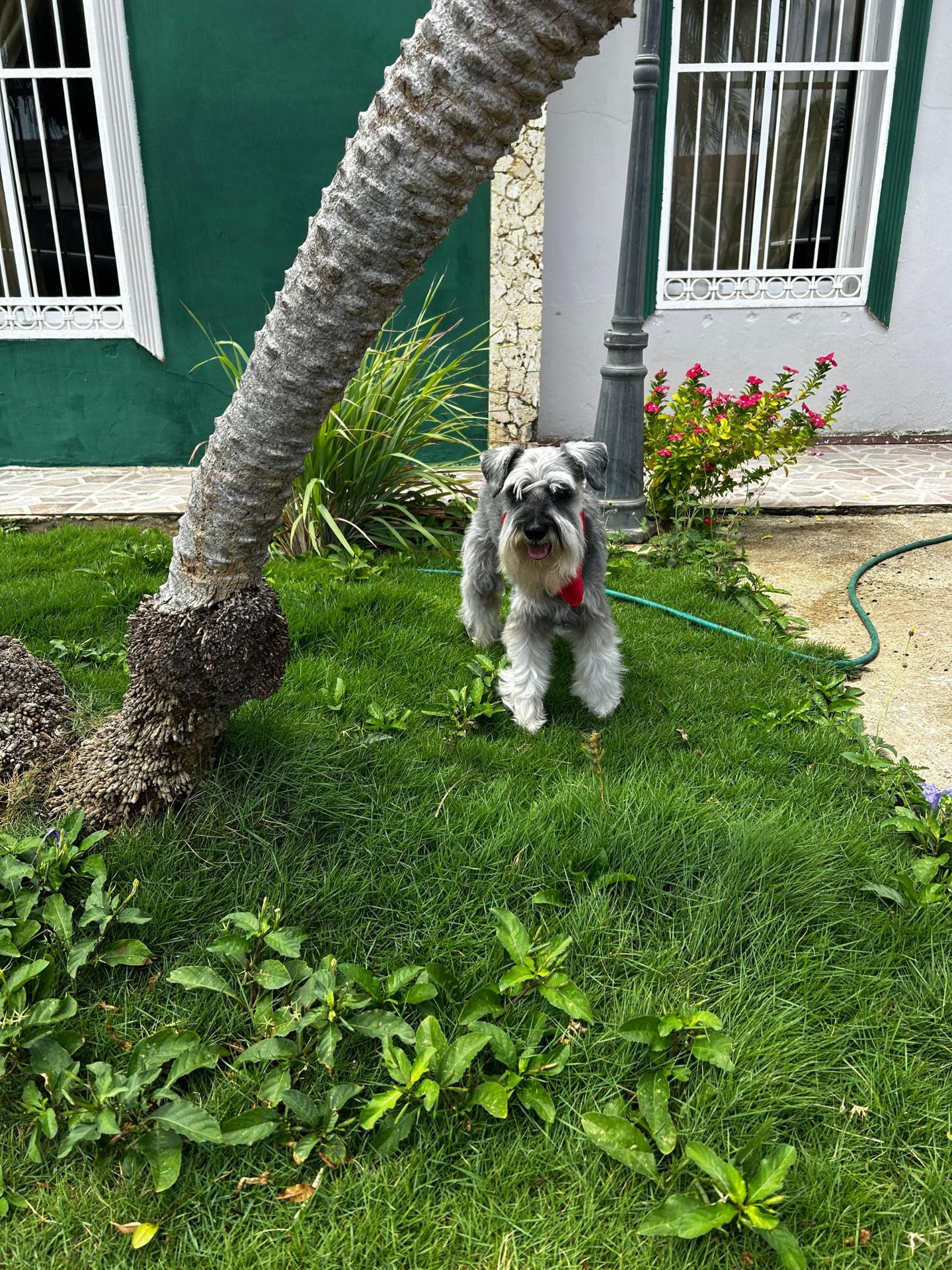 keluyn barcena peluquería canina 
