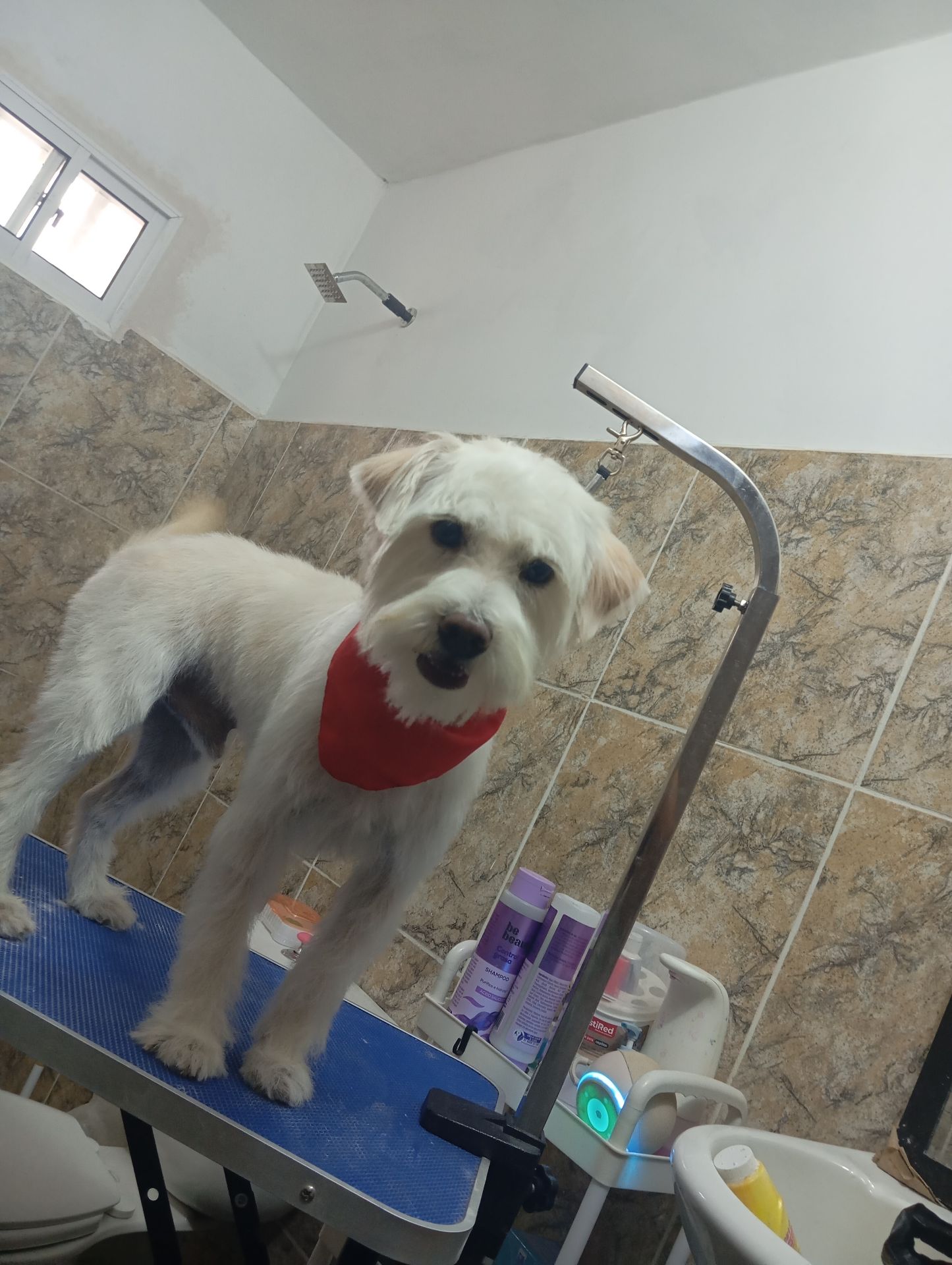Peluquería canina 