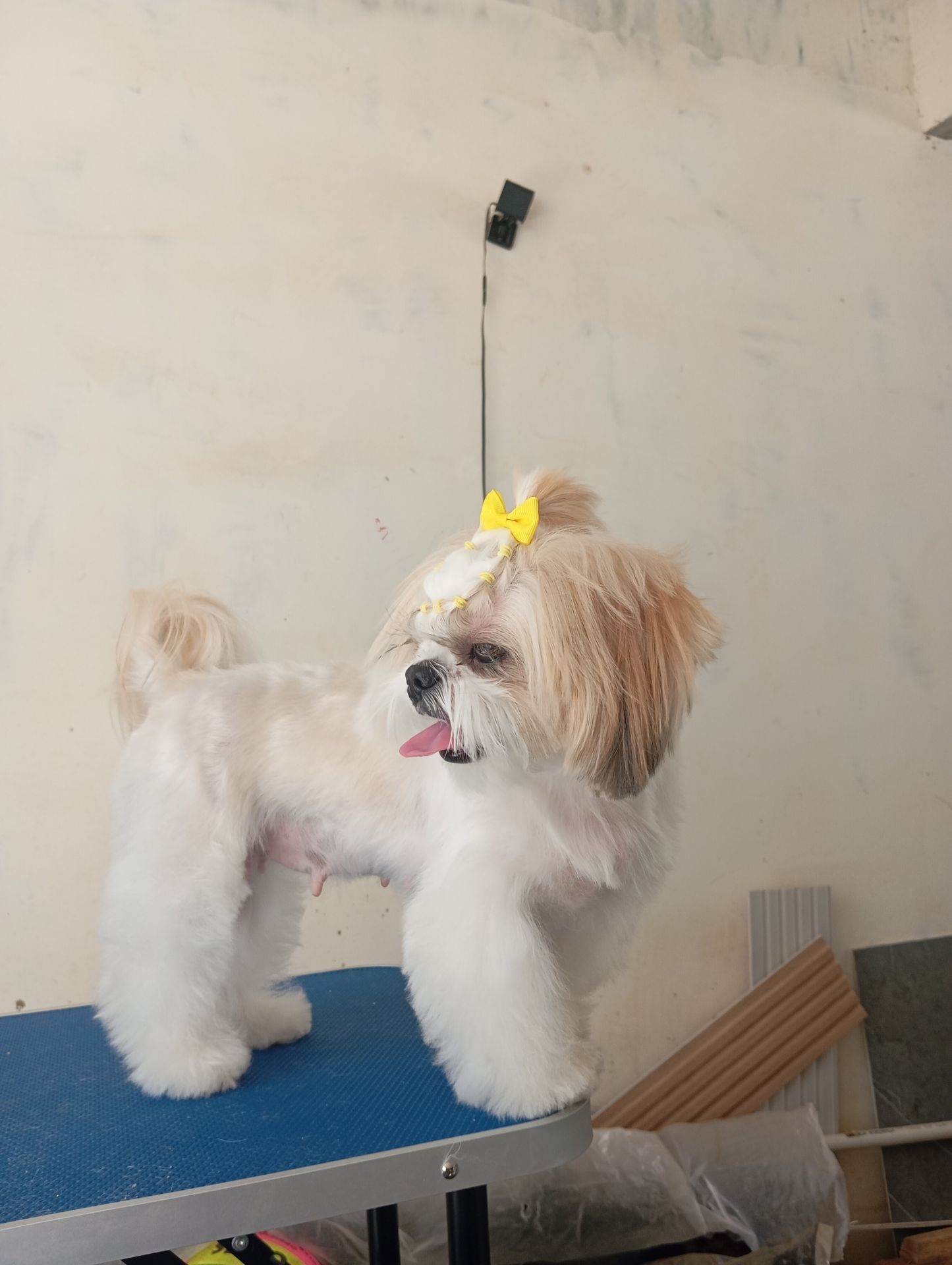 Peluquería canina en shitzu 